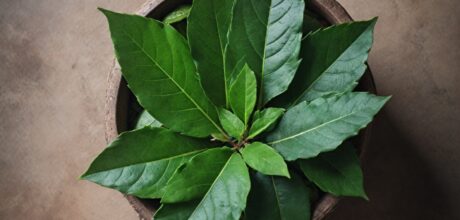 El Significado Espiritual de la Hoja de Coca en los Rituales Incaicos